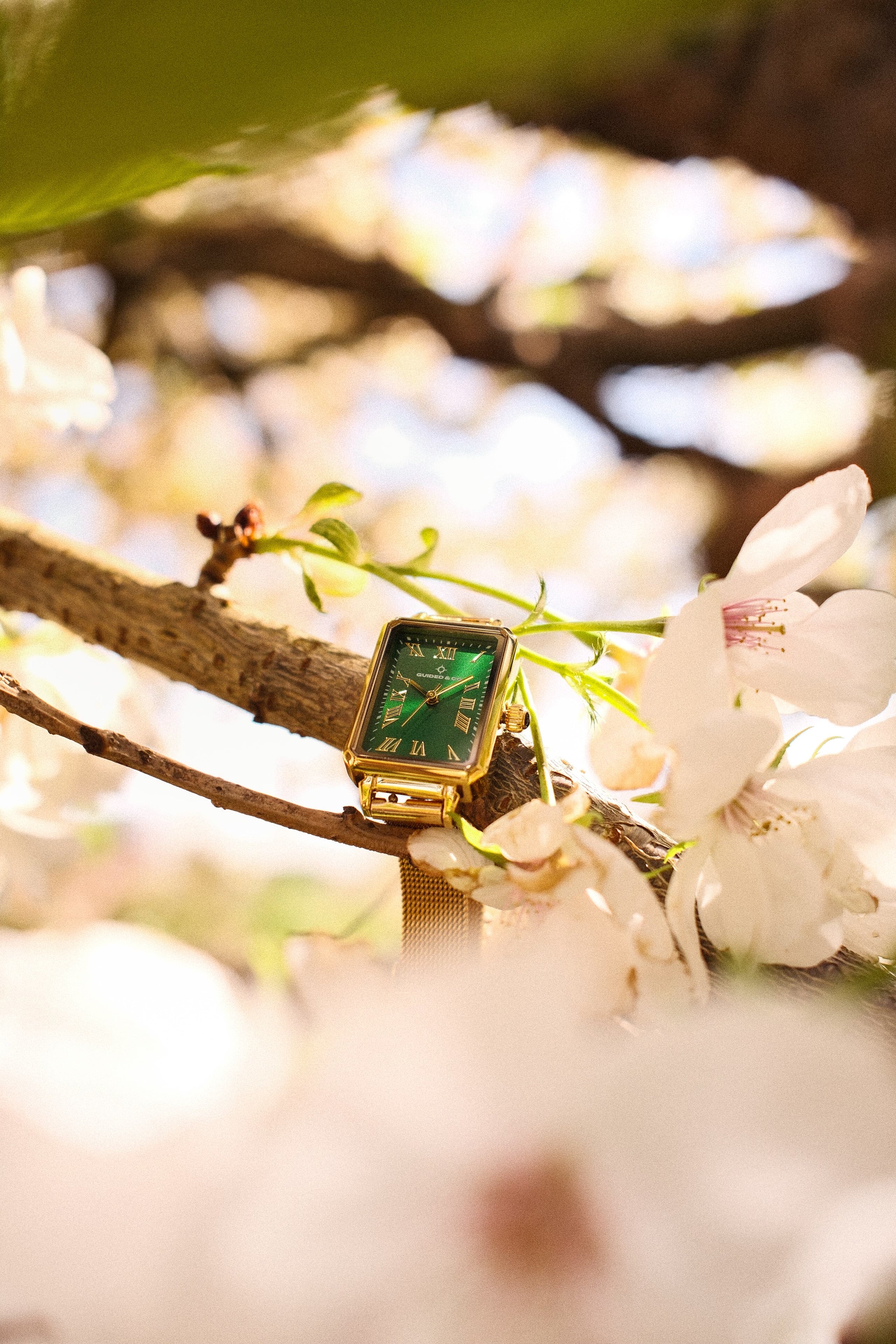 Olivera Watch Collection